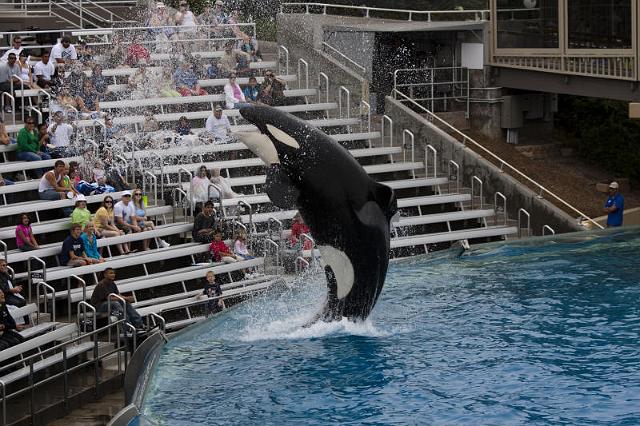 140 San Diego, Seaworld, Orka.jpg